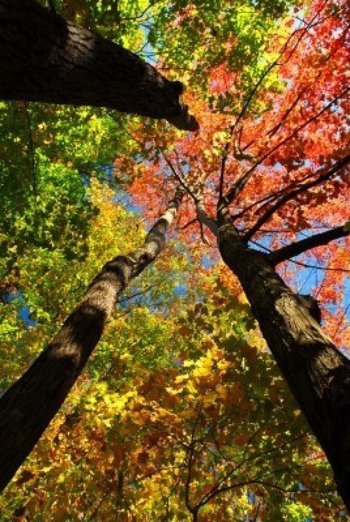1868005-colorful-fall-forest-on-a-warm-autumn-day