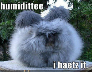 humidity funny - Google Search - Mozilla Firefox 2014-06-16 10.50.33