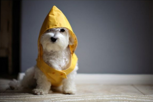 dog rain jacket