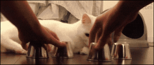 catshell