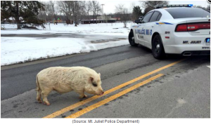 pig