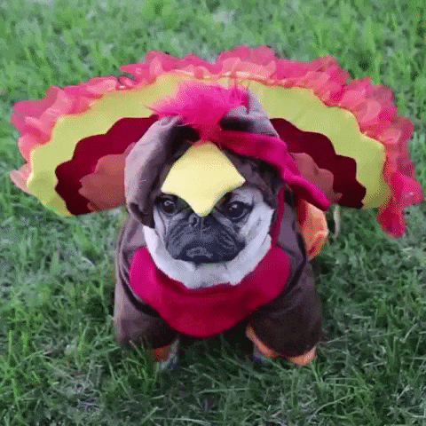 Thanksgiving Blinking GIF - Find & Share on GIPHY
