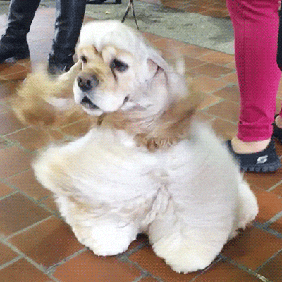Windy Blowout GIF by Westminster Kennel Club - Find & Share on GIPHY