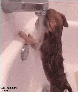 Sad Dog GIF - Find & Share on GIPHY