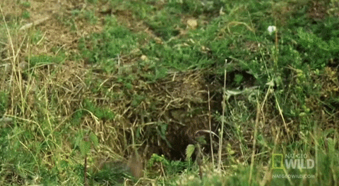 Pop Out GIF by Nat Geo Wild - Find & Share on GIPHY