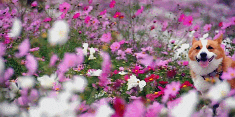 Happy Anniversary Flowers GIF - Find & Share on GIPHY