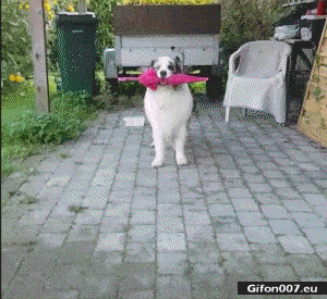 Dog GIF - Find & Share on GIPHY