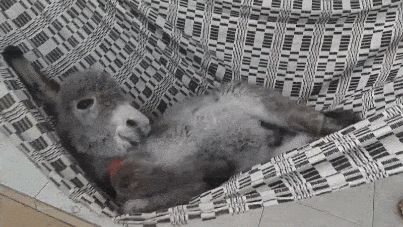 Relax No GIF by ViralHog - Find & Share on GIPHY