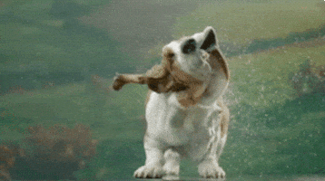dog wet shaking basset hound