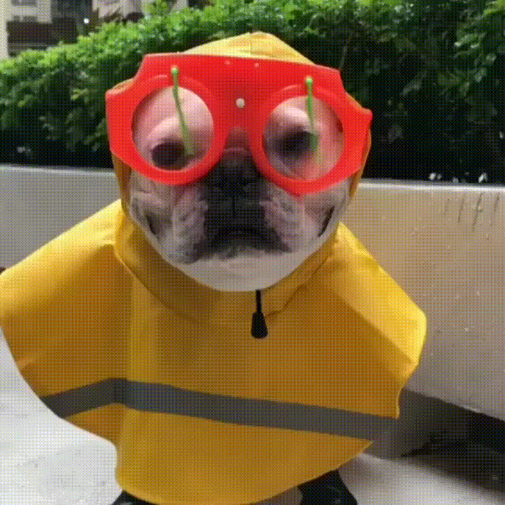 gifmedogs dog in rain GIF by Rover.com