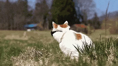 Spring Vibez GIF - Cat Cool Swag GIFs